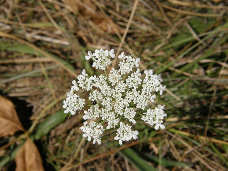 Queen Anne's Lace