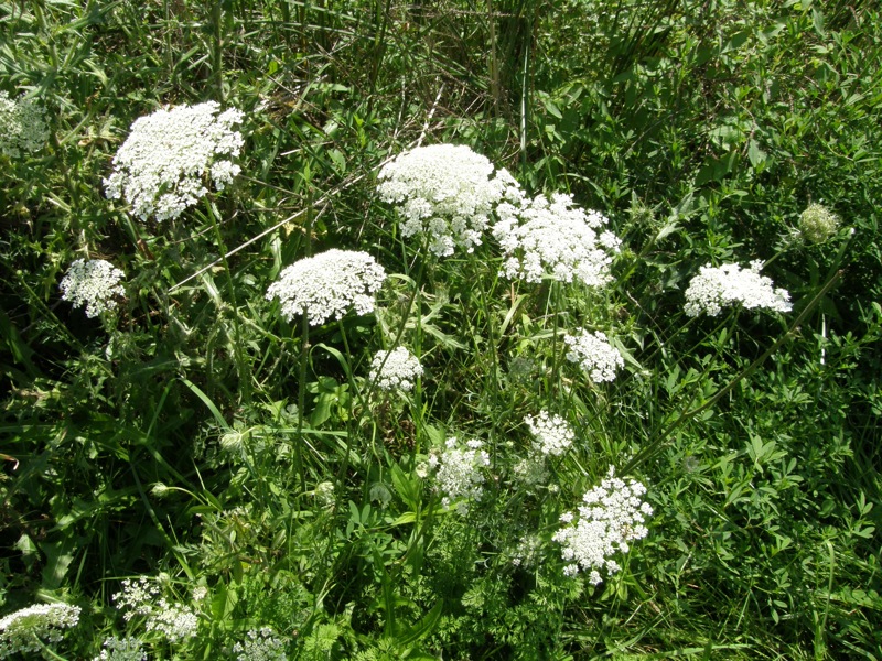 Queen Anne's Lace