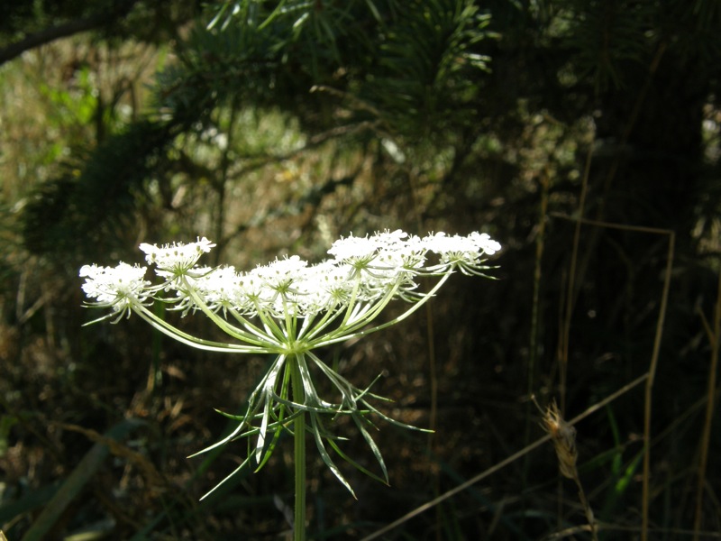 Queen Anne's Lace