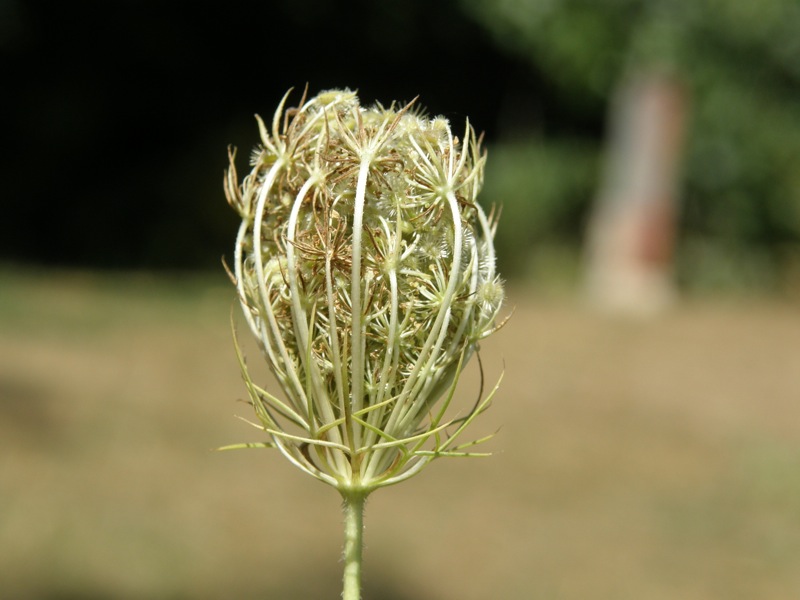 Queen Anne's Lace