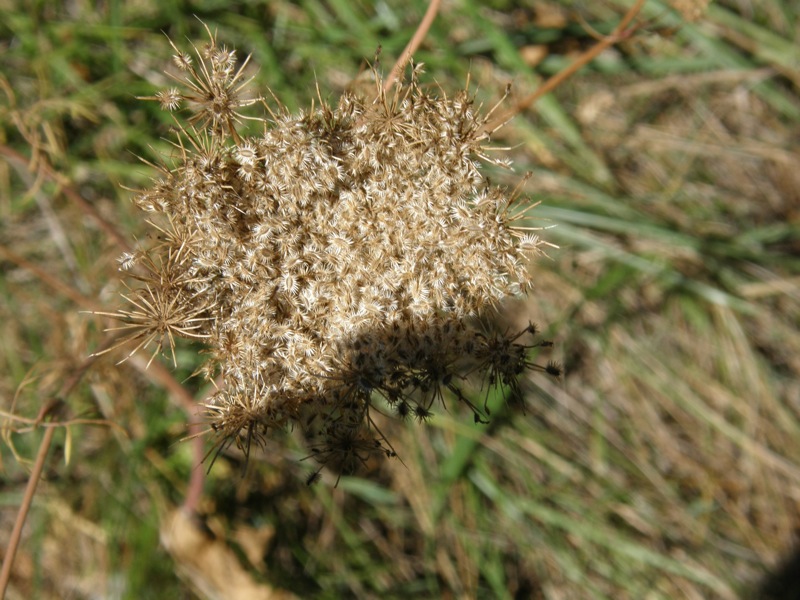Queen Anne's Lace