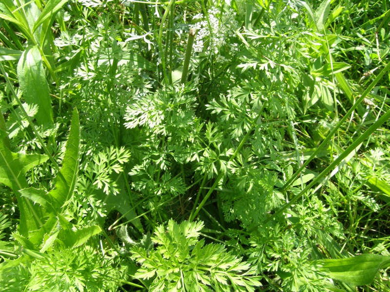 Queen Anne's Lace