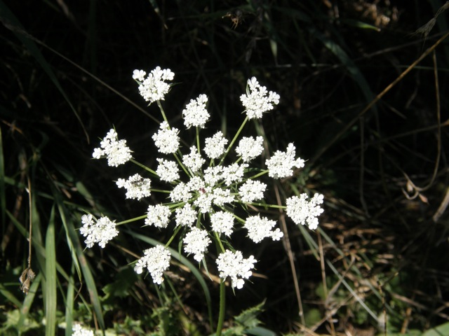 Queen Anne's Lace