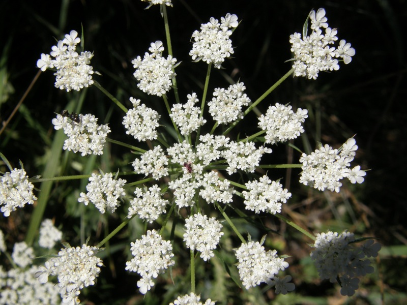 Queen Anne's Lace