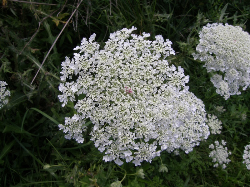 Queen Anne's Lace