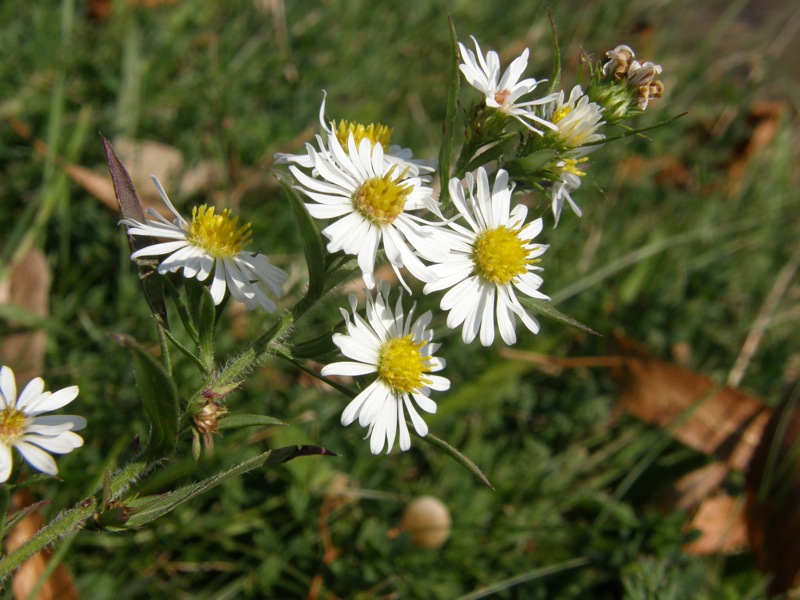 Small White Asters