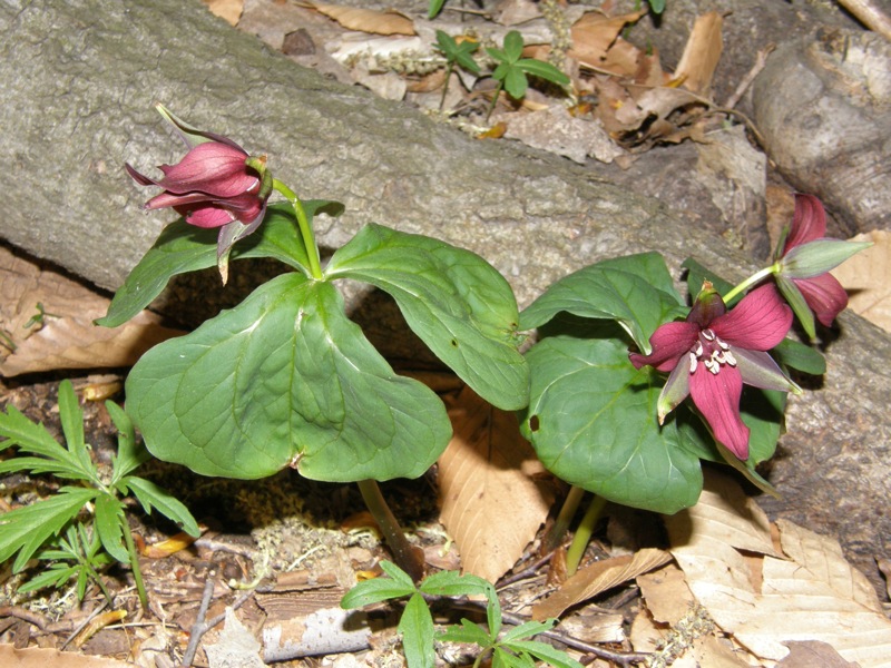 Purple Trillium