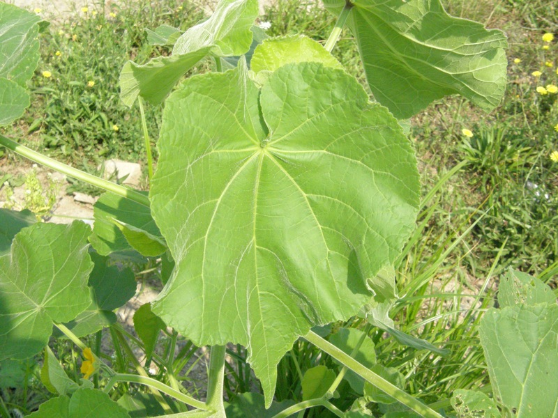 Velvet-leaf