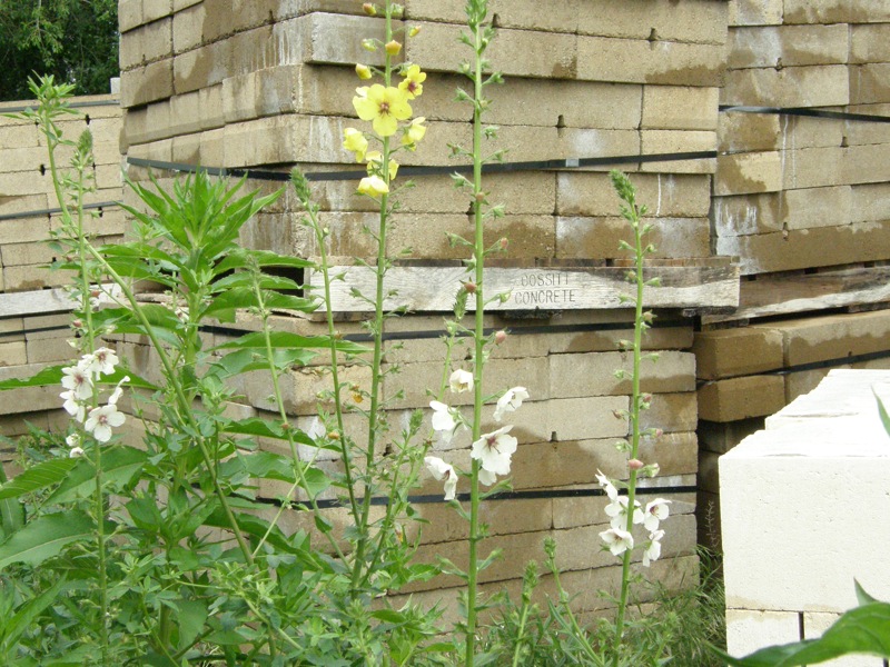 Moth Mullein, Yellow Form
