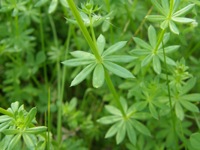 White Bedstraw Leaves