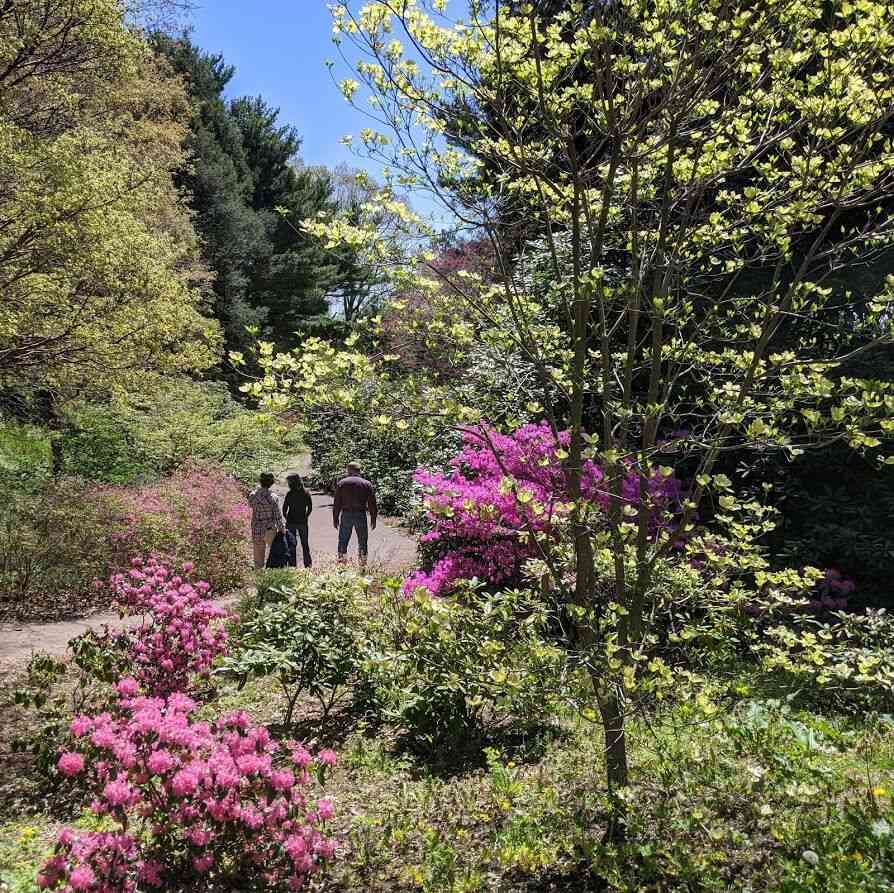 flowers blooming at Highland Park