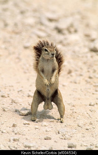 Guard your peanuts!