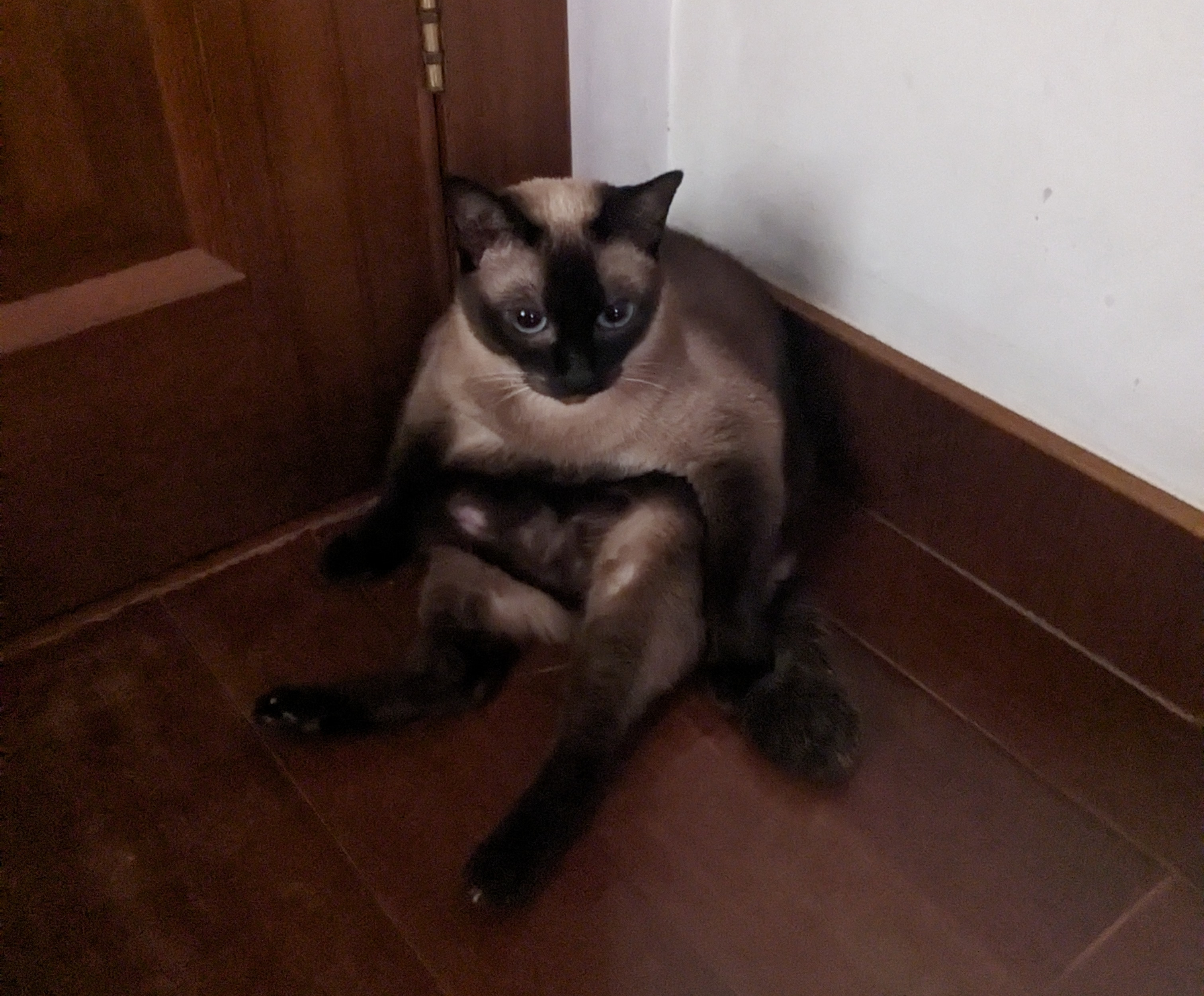 cat
