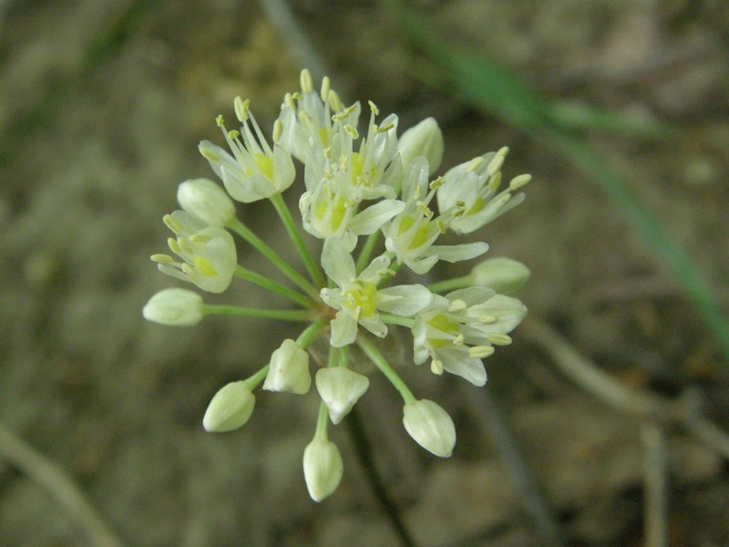 Wild Leek