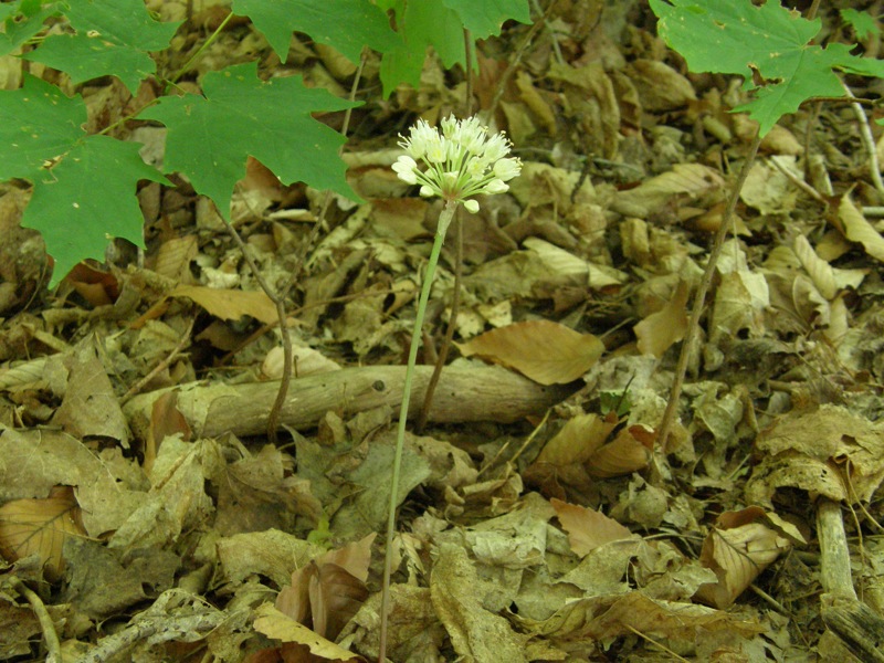 Wild Leek