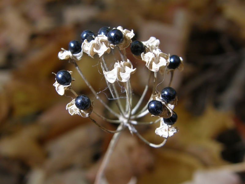 Wild Leek