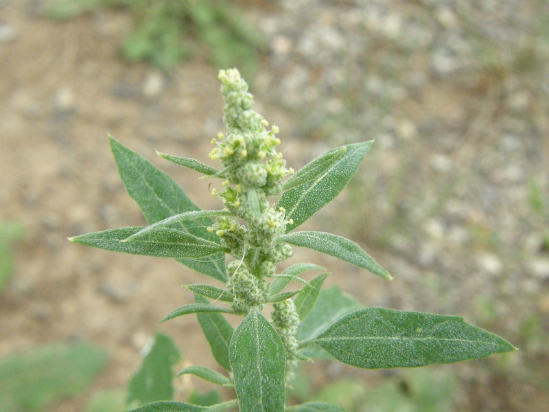 Lambs Quarters