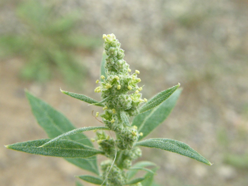 Lambs Quarters