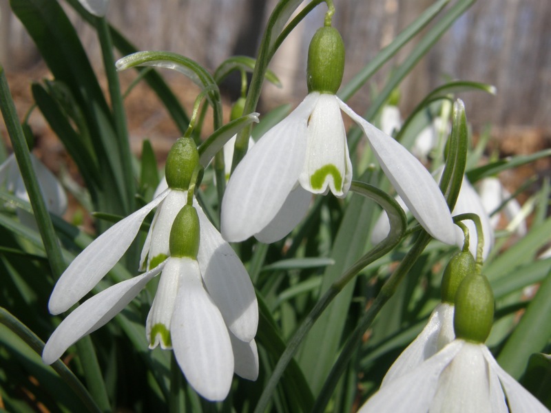 Common Snowdrop