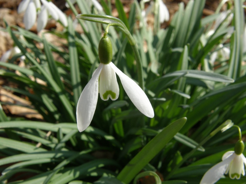 Common Snowdrop
