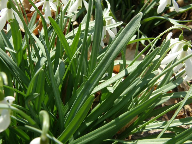 Common Snowdrop