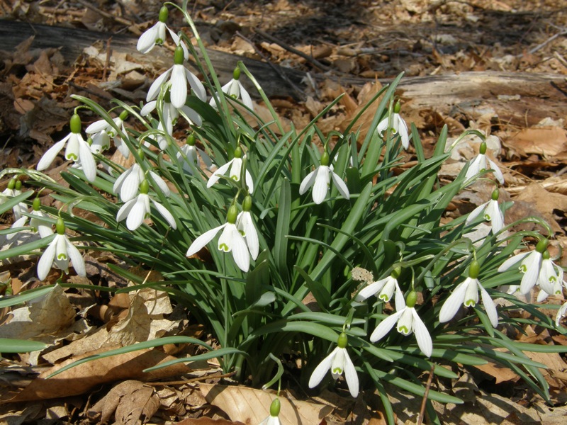 Common Snowdrop