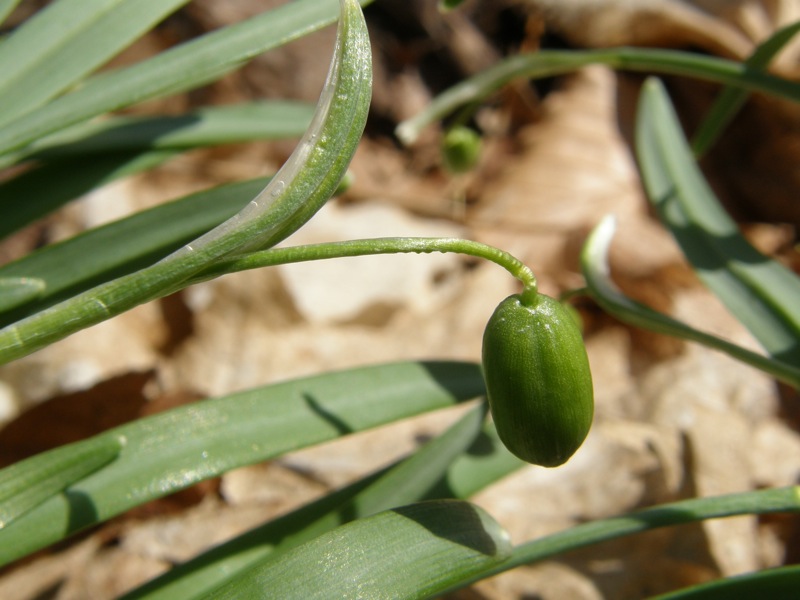 Common Snowdrop