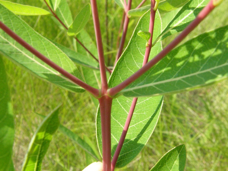 Indian Hemp