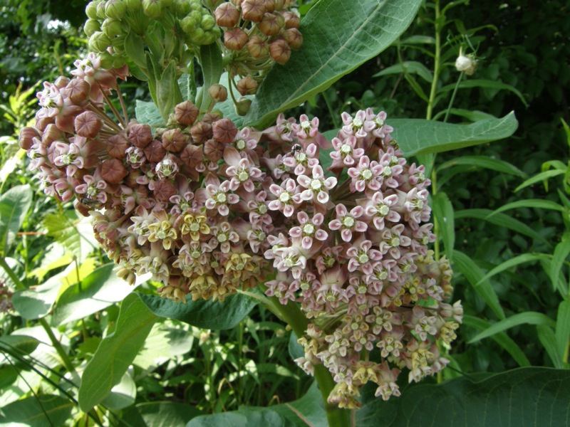 Common Milkweed