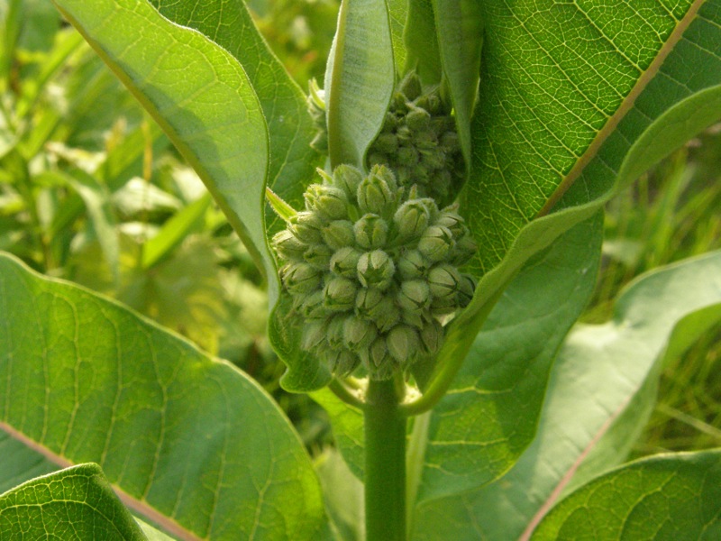 Common Milkweed