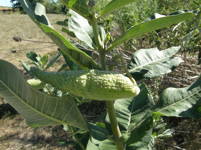 Common Milkweed