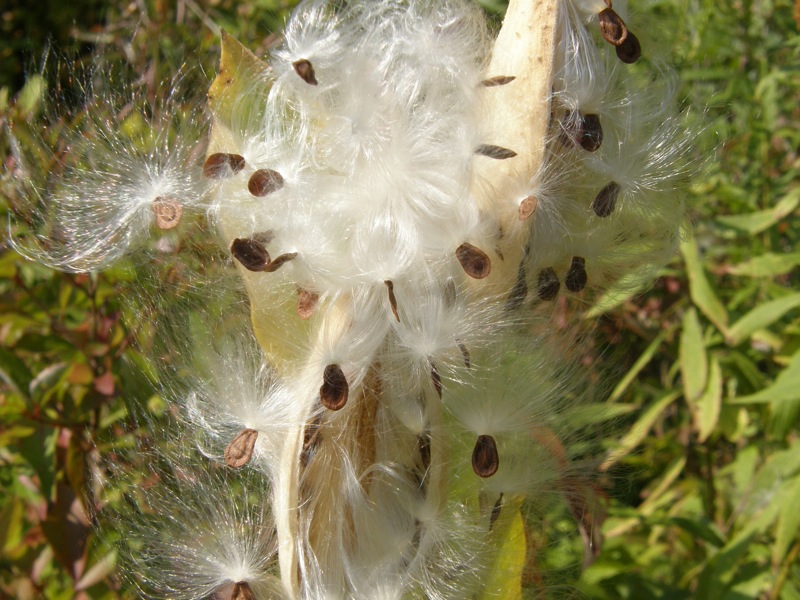 Common Milkweed