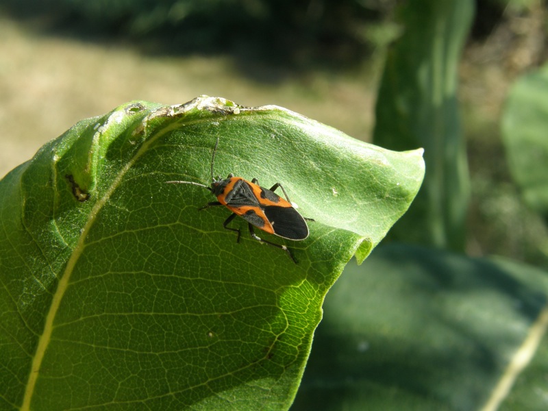 Common Milkweed