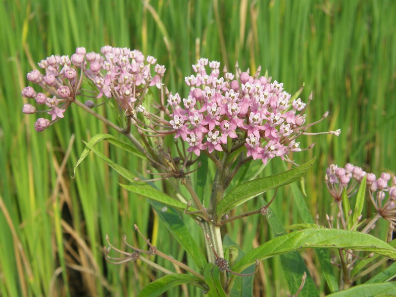 Swamp Milkweed