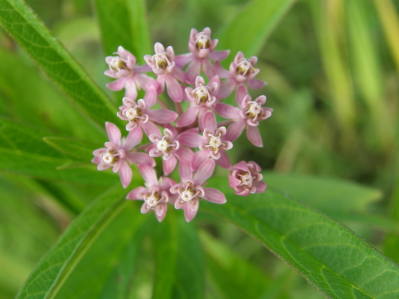 Swamp Milkweed