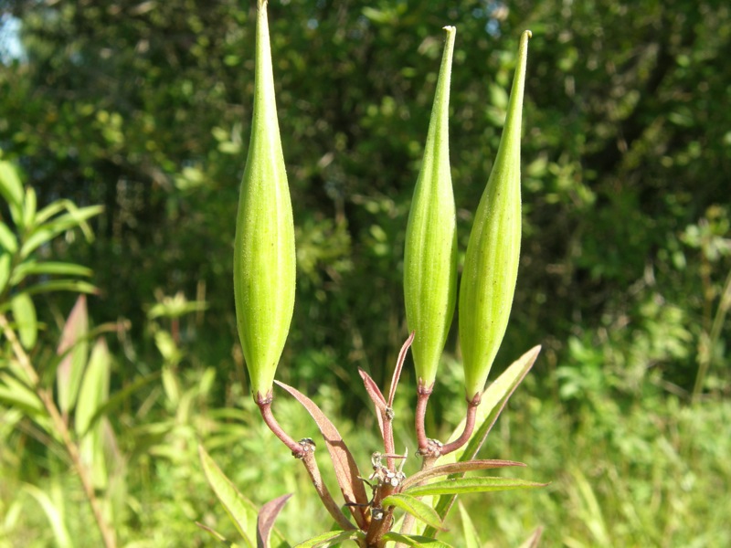 Swamp Milkweed