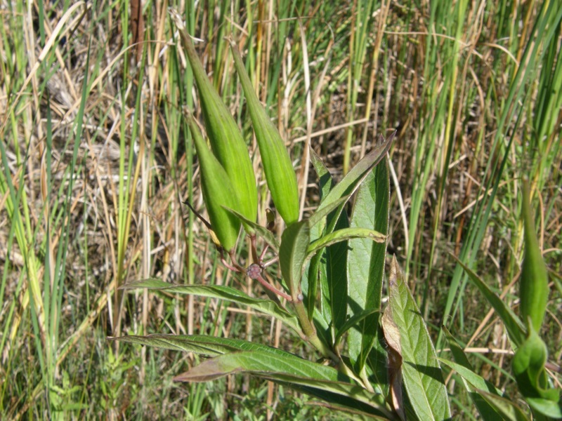 Swamp Milkweed