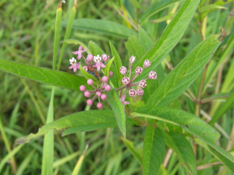 Swamp Milkweed