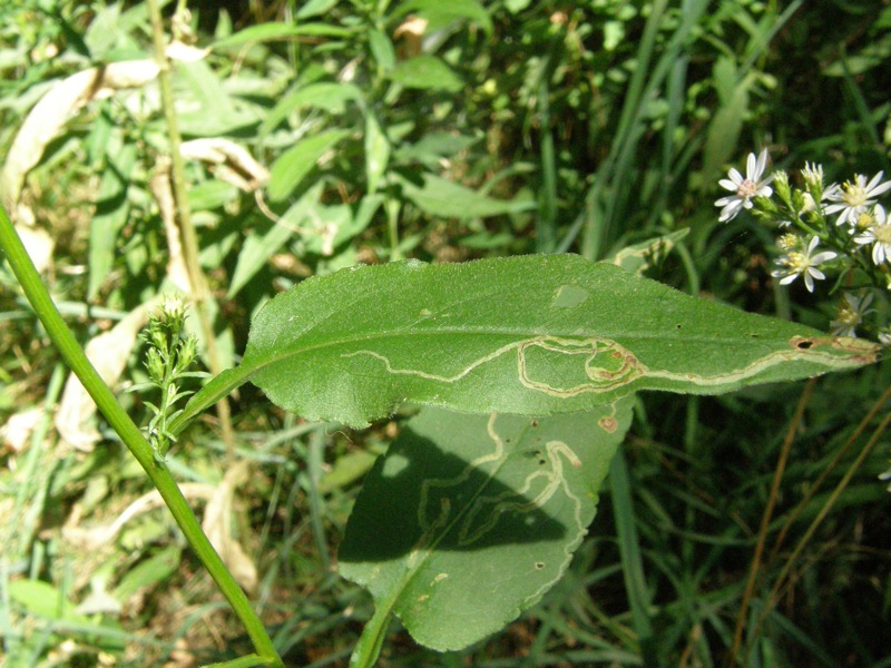 Calico Aster