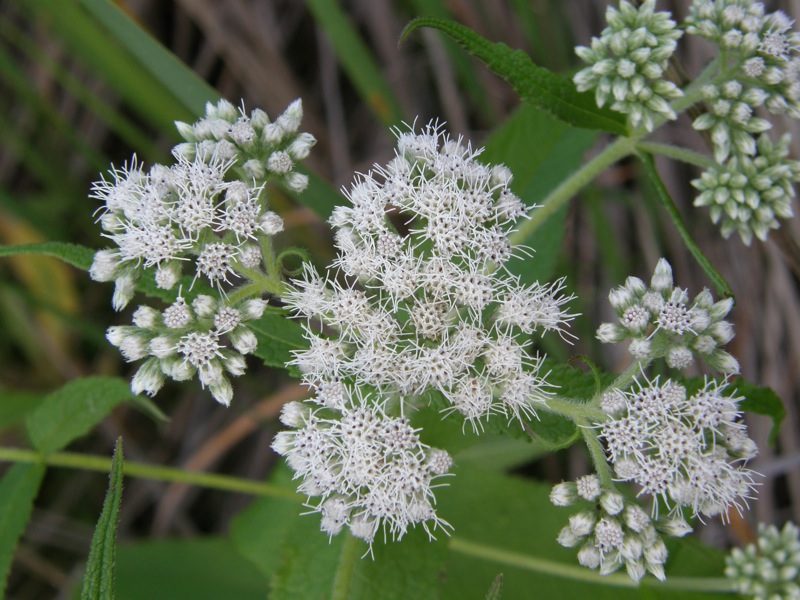 Boneset