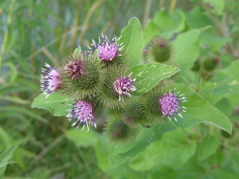 Common Burdock