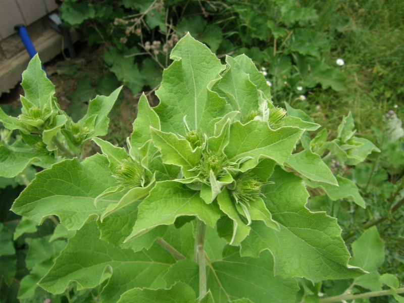 Common Burdock