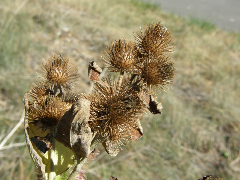 Common Burdock