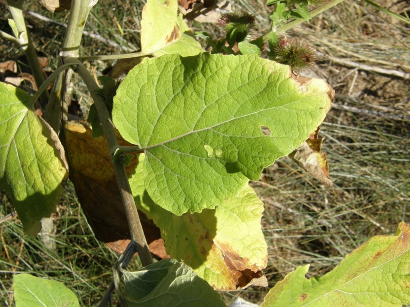 Common Burdock