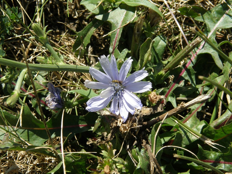 Chicory