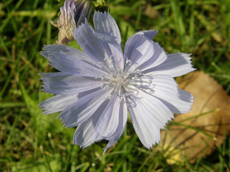 Chicory
