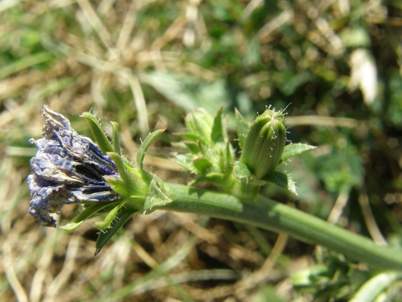 Chicory