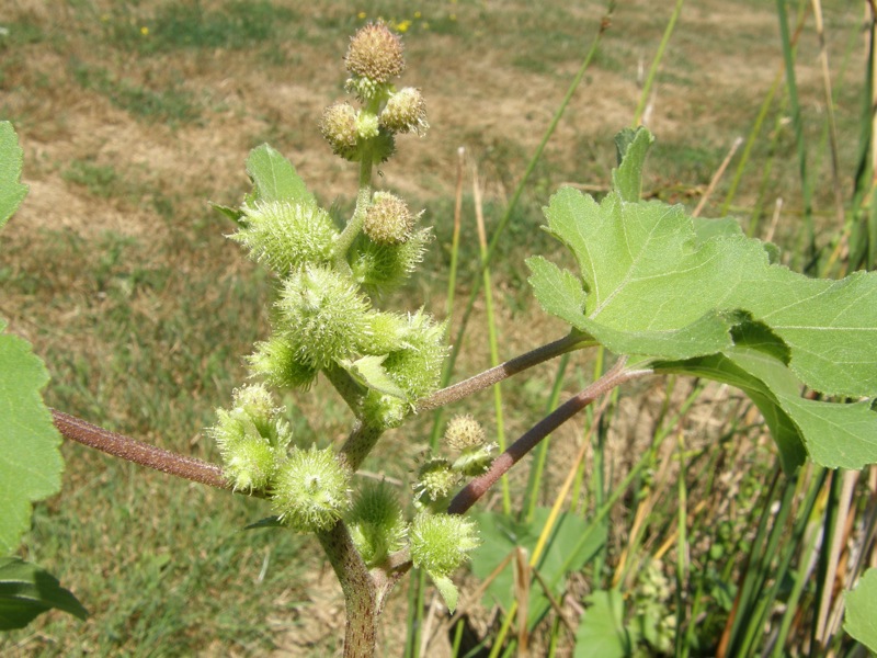 Cocklebur