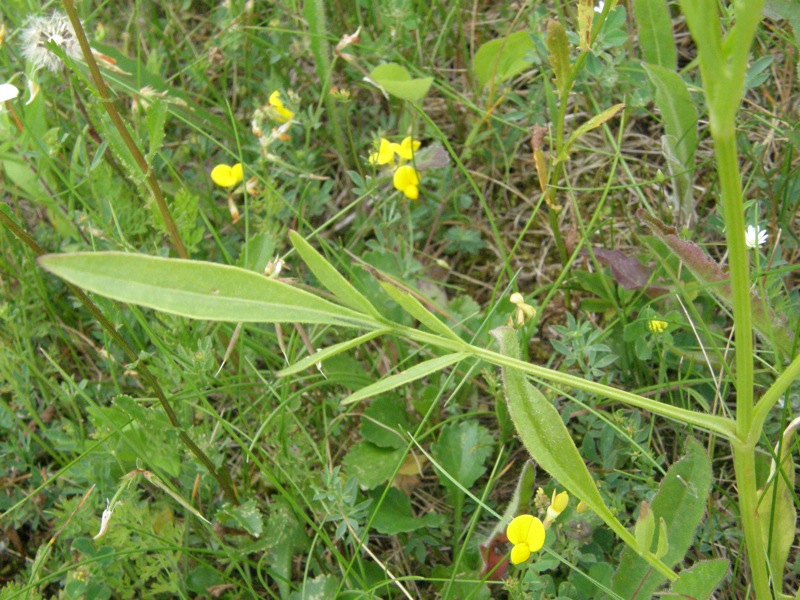 Coreopsis