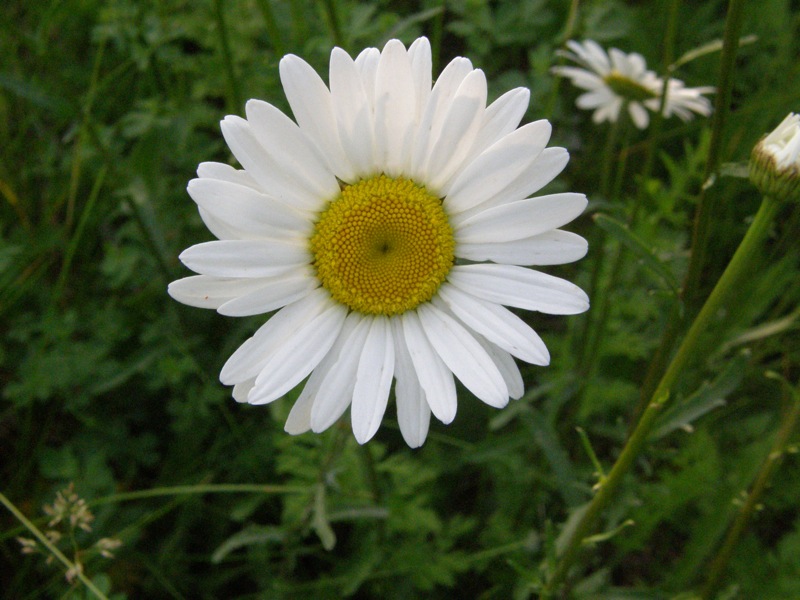 Oxeye Daisy